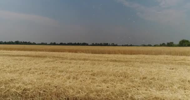 Orelhas amarelas trigo oscilação no vento, o campo de fundo de orelhas maduras de trigo, Colheita, Trigo crescendo no campo, Vista aérea, Vista de cima, ar, 4k, vídeo — Vídeo de Stock