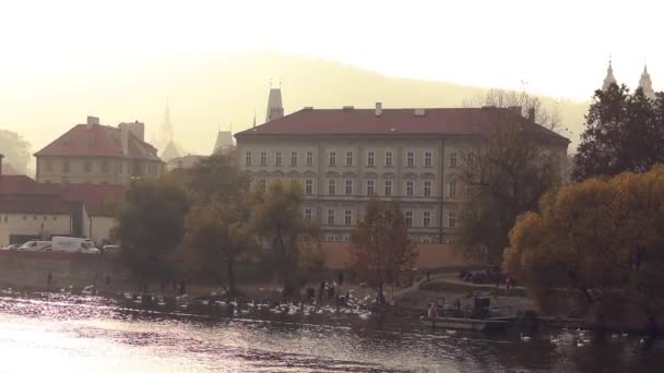 Зграя білими лебедями на береги річки Влтава, в столиці Чехії — стокове відео