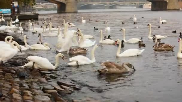 Cisnes en el río Moldava, Cisnes en Praga, vista panorámica, gran angular, vista del casco antiguo y el puente de Carlos a través del río Moldava en Praga — Vídeos de Stock