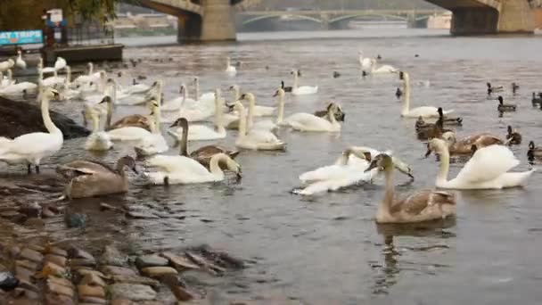 ブルタヴァ川の上の白鳥、白鳥、プラハのパノラマ ビュー、広角、旧市街やカレル橋プラハを流れるヴルタヴァ川のビュー — ストック動画