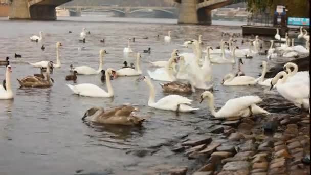 Kuğular kuğular Prag, panoramik, geniş açı, tarihi kent merkezine ve Prag'da Vltava Nehri Charles Köprüsü manzarasına Vltava Nehri üzerinde — Stok video