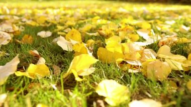 Parlak sarı yeşil çimenlerin üzerinde sonbaharda yapraklar. Şehir Parkı. Sonbahar yaprakları altında güneş ışınları, yeşil çimenlerin üzerinde yakın çekim