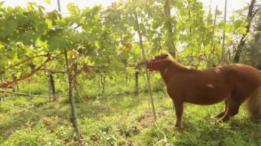 Güzel kahverengi at üzüm yer, midilli üzüm İtalya bir bağ üzerinde yer