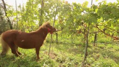 Güzel kahverengi at üzüm yer, midilli üzüm İtalya bir bağ üzerinde yer
