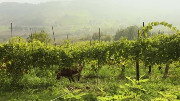 Bela vista panorâmica do vale italiano com vinhas, um pônei come uvas — Vídeo de Stock