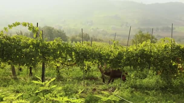 Bela vista panorâmica do vale italiano com vinhas, um pônei come uvas — Vídeo de Stock