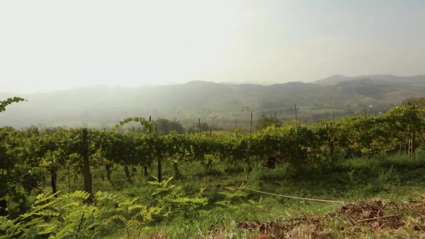 ブドウ畑とイタリアの渓谷の美しいパノラマの景色、ポニーの食べるブドウ — ストック動画
