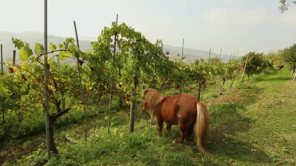 Mooie bruine pony eet druiven — Stockvideo