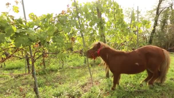 Bellissimo pony bruno mangia uva, pony mangia uva su un vigneto in italia — Video Stock