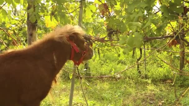 Schönes braunes Pferd frisst Trauben, Pony frisst Trauben auf einem Weinberg in Italien — Stockvideo