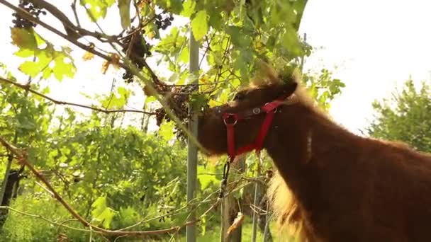 美しい茶色の馬がブドウを食べる、ポニーはイタリアのブドウ園のブドウを食べる — ストック動画