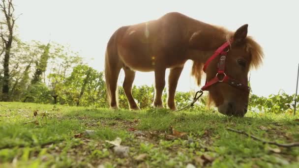 Коричневий поні їсть траву в задній частині камери, поні їсть траву — стокове відео