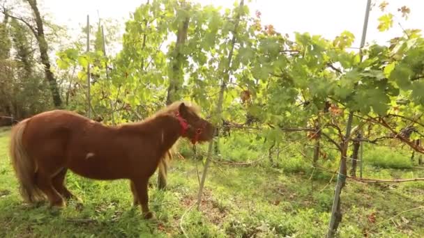 Belo pônei marrom come uvas, Pony come uvas em uma vinha em itália — Vídeo de Stock