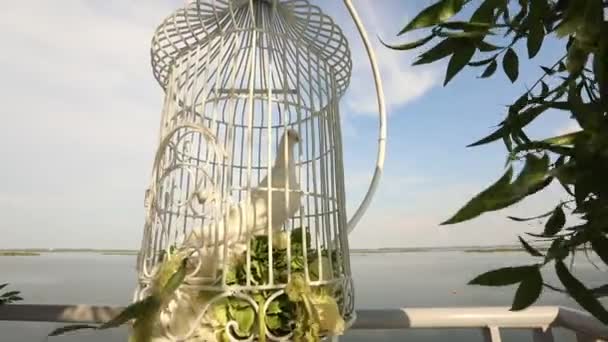 Белый свадебный голубь ждет в клетке на молодоженов — стоковое видео