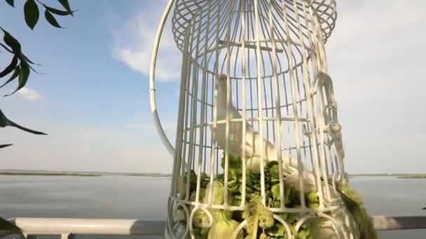 Witte bruiloft duiven wachten in een kooi op de pasgetrouwden — Stockvideo