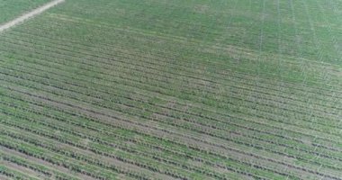 Bir görünümü ağaçlar ağaç Fidan, bir bahçe Merkezi, genç elma Bahçe alanında, ağaç fidan elma bahçesinde satırlarının uçan hava, fidan