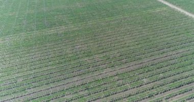 Bir görünümü ağaçlar ağaç Fidan, bir bahçe Merkezi, genç elma Bahçe alanında, ağaç fidan elma bahçesinde satırlarının uçan hava, fidan