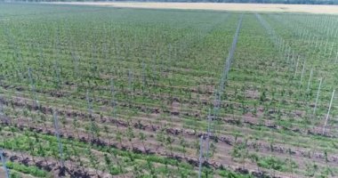 Bir görünümü ağaçlar ağaç Fidan, bir bahçe Merkezi, genç elma Bahçe alanında, ağaç fidan elma bahçesinde satırlarının uçan hava, fidan