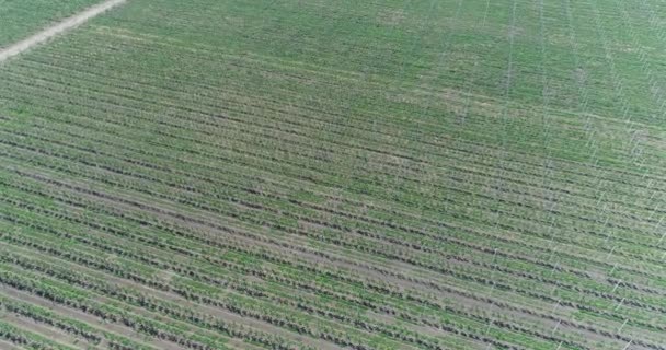 Een weergave van de zaailingen van bomen uit de lucht, vliegen over de boom zaailingen, een tuincentrum, een tuin van de jonge apple op het veld, rijen van boom aanplant in de tuin van apple — Stockvideo