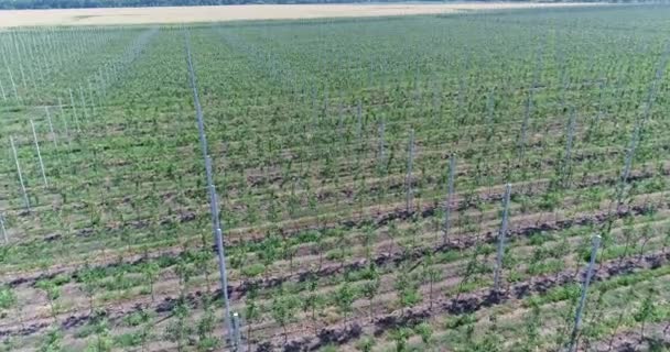 A view of the seedlings of trees from the air, flying over tree seedlings, a garden center, a young apple garden on the field, Rows of tree saplings in the apple garden — Stock Video