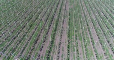 Bir görünümü ağaçlar ağaç Fidan, bir bahçe Merkezi, genç elma Bahçe alanında, ağaç fidan genç elma bahçesinde 4 k, hava satırlarının uçan hava, fidan