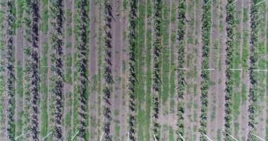 Bir görünümü ağaçlar ağaç Fidan, bir bahçe Merkezi, genç elma Bahçe alanında, ağaç fidan genç elma bahçesinde 4 k, hava satırlarının uçan hava, fidan