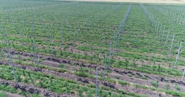 Utsikt över plantor av träd från luften, flyger över plantor, en handelsträdgård, en ung apple trädgård på fältet, rader av trädplantor i apple trädgården — Stockvideo