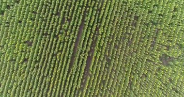Alan, havadan görünümü, satır, uçak, 4k video, yukarıdan görünüm, hareket, bir sürü bitkiler, artış, kaldırma, yükseklik, iniş, hareket boyunca yaz aylarında ayçiçeği alan ayçiçeği