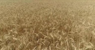 Sarı kulakları buğday sway rüzgarda, arka plan alanını olgun kulak buğday hasat, alan, havadan görünümü, görünüm yukarıdan, hava, 4 k, üzerinde video büyüyen buğday