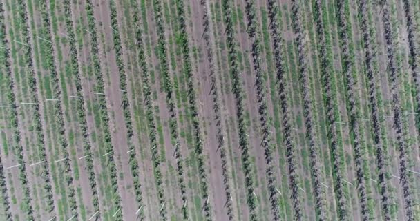 Une vue aérienne des plantules d'arbres, survolant les plantules d'arbres, un centre de jardinage, un jeune jardin de pommiers sur le terrain, des rangées de plantules d'arbres dans le jardin de pommiers Young, 4k, aérien 