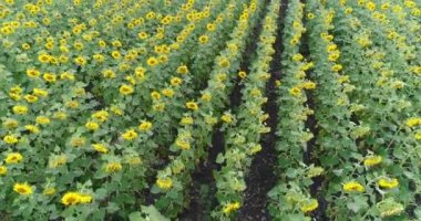 Ayçiçeği alanında, satırları, uçuş, yukarıdan görünüm, bitkiler, hareket bir sürü boyunca havadan görünümü