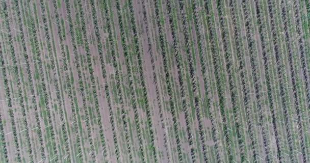 一个视图从空中飞越林木种苗、 园艺中心、 字段的行数棵小树苗在苹果幼园，4 k，空中苹果幼园树的幼苗 — 图库视频影像
