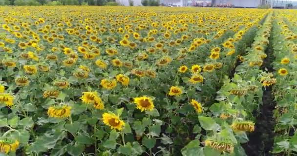 Tournesol sur le terrain, Vue aérienne, Le long des rangs, vol, vue d'en haut, beaucoup de plantes, mouvement 