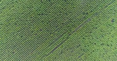 Alan, havadan görünümü, satır, uçak, 4k video, yukarıdan görünüm, hareket, bir sürü bitkiler, artış, kaldırma, yükseklik, iniş, hareket boyunca yaz aylarında ayçiçeği alan ayçiçeği
