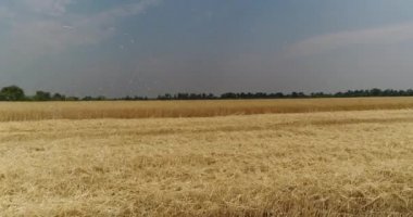 Sarı kulakları buğday sway rüzgarda, arka plan alanını olgun kulak buğday hasat, alan, havadan görünümü, görünüm yukarıdan, hava, 4 k, üzerinde video büyüyen buğday