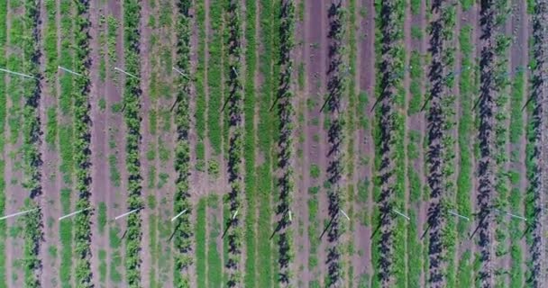 Une vue aérienne des plantules d'arbres, survolant les plantules d'arbres, un centre de jardinage, un jeune jardin de pommiers sur le terrain, des rangées de plantules d'arbres dans le jardin de pommiers Young, 4k, aérien — Video