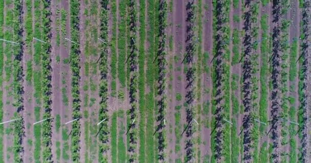 Utsikt över plantor av träd från luften, flyger över plantor, en handelsträdgård, en ung apple trädgård på fältet, rader av trädplantor i unga apple trädgården, 4k, antenn — Stockvideo