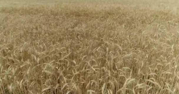Orecchie gialle ondeggiano nel vento, il campo di fondo di spighe mature di grano, Raccolta, Grano che cresce sul campo, Vista aerea, Vista dall'alto, aria, 4k, video — Video Stock