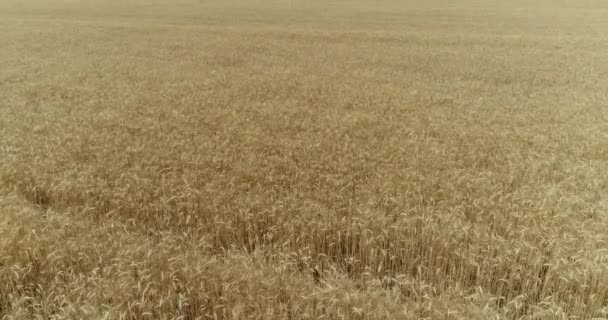 Gele oren tarwe zwaaien in de wind, het veld van de achtergrond van rijpe oren van graan, oogst, tarwe groeien op veld, luchtfoto, View from above, lucht, 4 k, video — Stockvideo