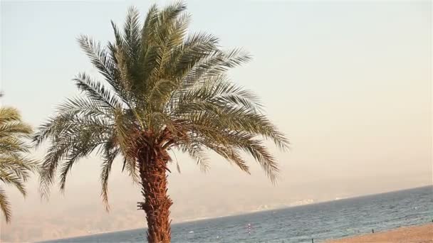 Deniz, palmiye ağacı sahilde, dağlar deniz kenarı yakınındaki bir kumlu plajda palmiye ağacı — Stok video