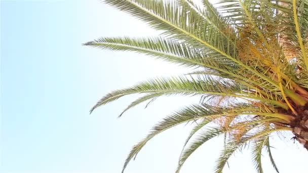 Palmera que crece frente al edificio principal del Hotel — Vídeos de Stock