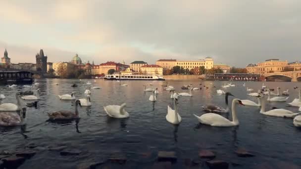 Cisnes en el río Moldava, Cisnes en Praga, vista panorámica, gran angular, vista del casco antiguo y el puente de Carlos a través del río Moldava en Praga — Vídeos de Stock