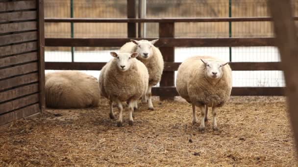 Овцы смотрят в камеру, крупным планом, овцы на ферме — стоковое видео