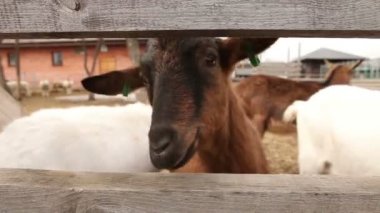 Kamera yakın çekim, çiftlik, çiftlik dış güzel keçi keçi bakar
