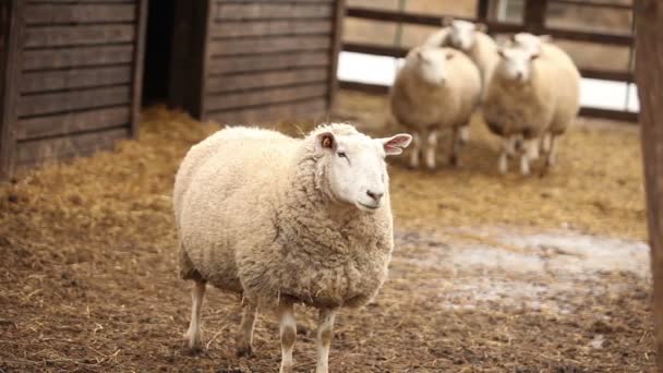 Ovce se dívá na fotoaparát, close-up, ovcí na farmě — Stock video