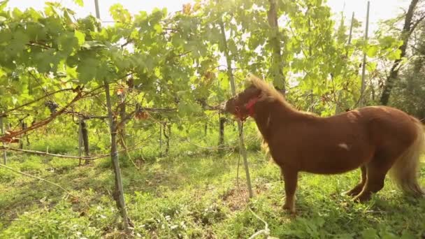 美丽的褐色马吃葡萄, 小马在意大利的葡萄园里吃葡萄。 — 图库视频影像