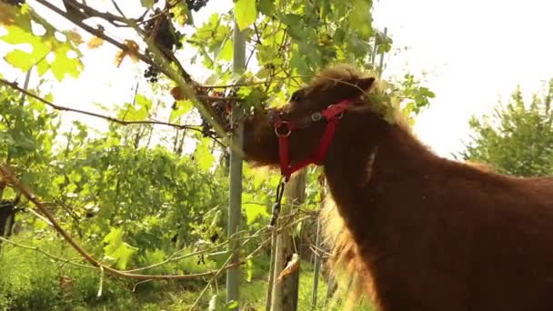 Belo cavalo marrom come uvas, Pony come uvas em uma vinha em itália — Vídeo de Stock