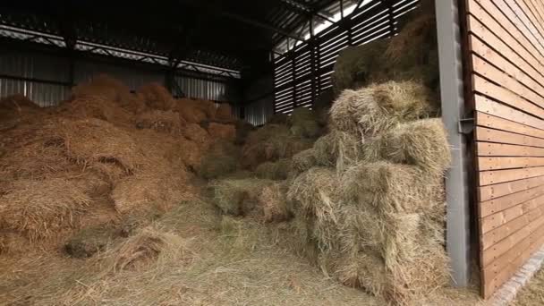 Hangar met hooi, hooi in voorraad, schuur met hooi panorama — Stockvideo