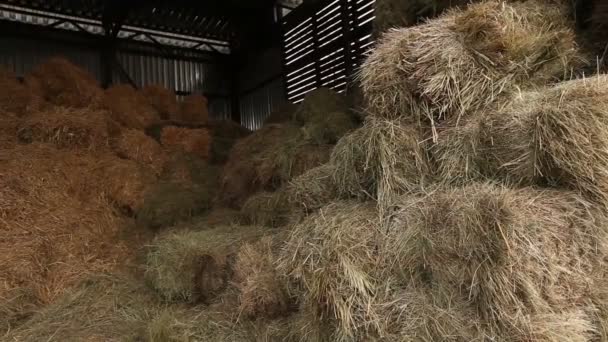 Hangar med hö, hö i lager, skjul med hö panorama, Farm exteriör — Stockvideo