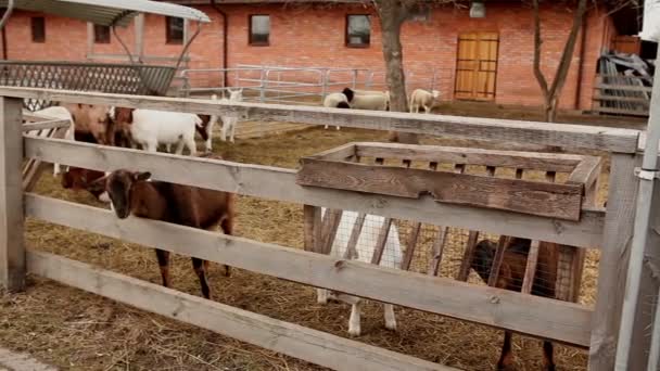 Koza patrzy na zbliżenie kamery, piękne kóz w gospodarstwie, Farm zewnętrzne — Wideo stockowe